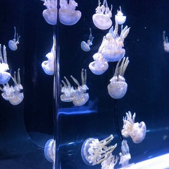 Meet your Posher, Carol - Picture 1 of 1